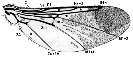 Ornithomya chloropus, wing.