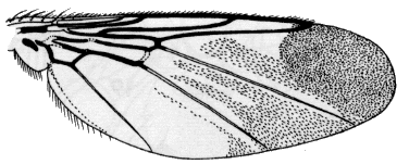Ornithomya fringillina, wing.