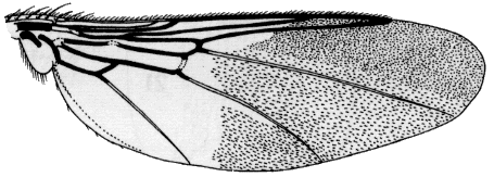 Ornithomya biloba, wing.