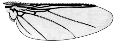 Ornithophila metallica, wing.