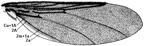 Icosta ardeae, wing.