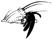 Ornithomya avicularia, claw hind tarsus.