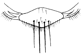 Ornithomya fringillina, scutellum.