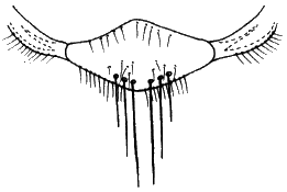 Ornithomya chloropus, scutellum.
