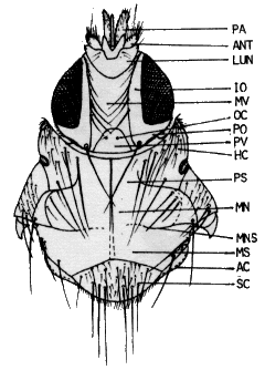 Ornithomya biloba, head and thorax in dorsal view.