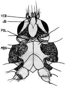 Ornithomya chloropus, head and thorax in ventral view.