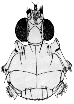 Olfersia fumipennis, head and thorax in dorsal view.