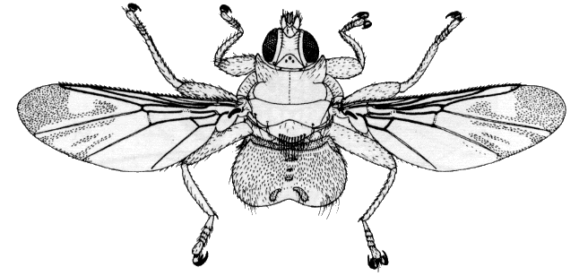 Ornithomya avicularia, female in dorsal view.