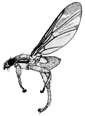 Ornithomya avicularia, female in lateral view.