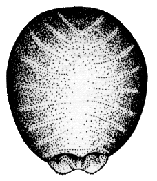 Ornithomya avicularia, pupa.