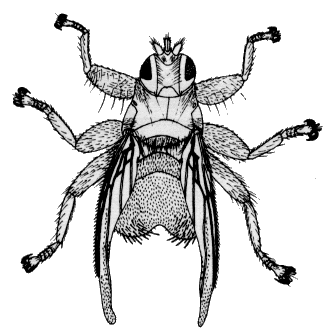 Crataerina hirundinis, female in dorsal view.