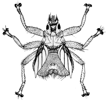 Crataerina pallida, female in dorsal view.