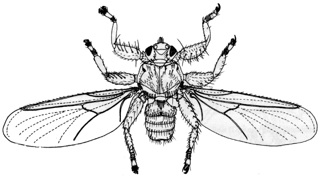 Lipoptena cervi, alate female in dorsal view.