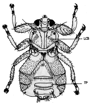 Lipoptena cervi, dealate female in dorsal view.