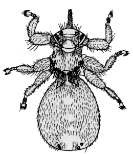 Melophagus ovinus, female in dorsal view.