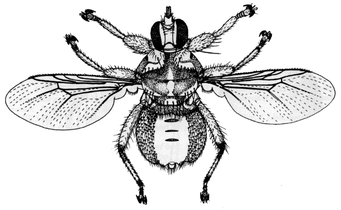 Hippobosca equina, female in dorsal view.