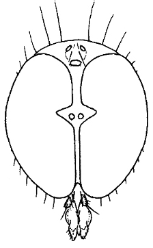 Leptodromiella crassiseta, male head in anterior view.