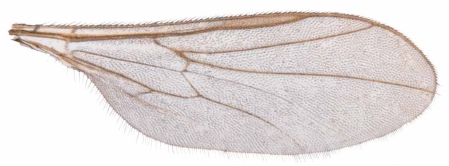 Leptopezella perata, wing.