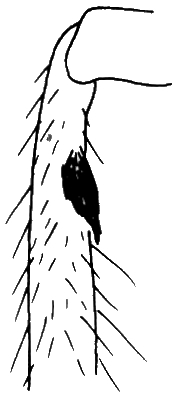 Ocydromia melanopleura, male fore tibia with sense organ, anterolateral view.