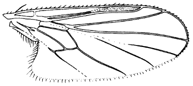 Bicellaria spuria, wing