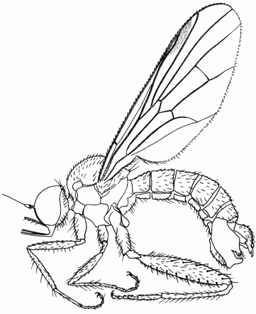 Hybos culiciformis, adult male