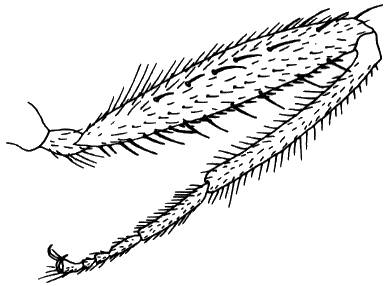 Hybos culiciformis, male hind leg in anterior view.