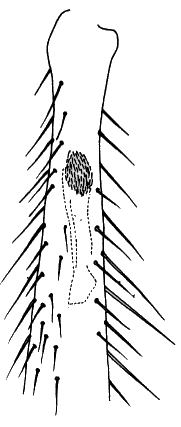 Hybos culiciformis, fore tibia with tubular gland in ventral view.
