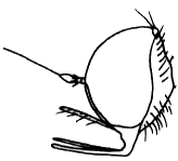 Hybos culiciformis, head in lateral view