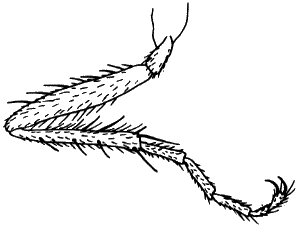 Hybos culiciformis, male fore leg in posterior view.