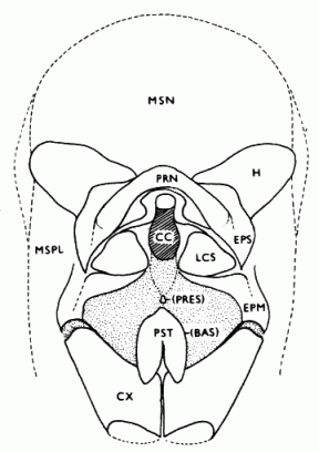 Hybos grossipes, thorax in anterior view.