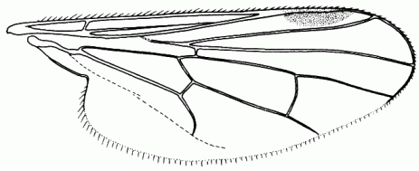 Hybos grossipes, wing