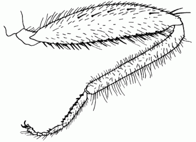 Hybos grossipes, male hind leg in anterior view.