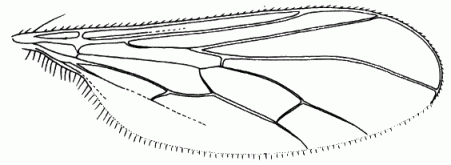 Leptodromiella crassiseta, wing.