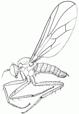 Leptodromiella crassiseta, male in lateral view.