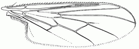 Leptopeza flavipes, wing.