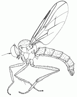 Leptopeza flavipes, male in lateral view.