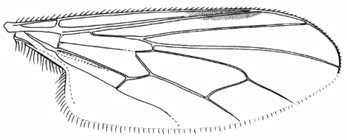 Ocydromia glabricula, wing.
