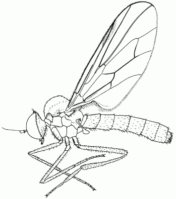 Ocydromia glabricula, male in lateral view.