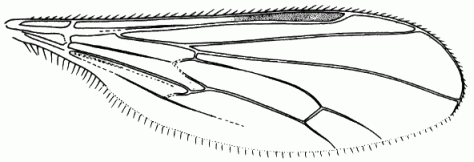 Oropezella sphenoptera, wing.