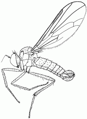 Oropezella sphenoptera, male in lateral view.