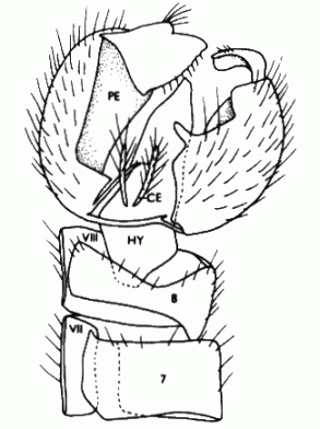 Oropezella sphenoptera, male genitalia in dorsal view (aedeagus omitted).