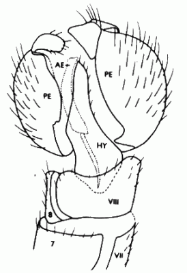 Oropezella sphenoptera, male genitalia in ventral view (aedeagus dotted).
