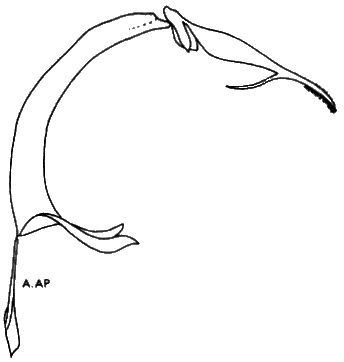 Oropezella sphenoptera, aedeagus.