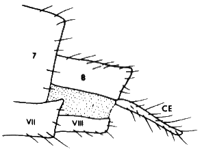Oropezella sphenoptera, female, tip of abdomen.
