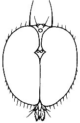Oropezella sphenoptera, male head in anterior view.