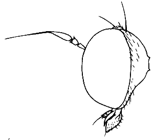 Oropezella sphenoptera, male head in lateral view.