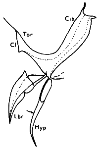 Oropezella sphenoptera, male labrum and hypopharynx in lateral view.