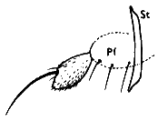 Oropezella sphenoptera, male maxilla and palpus in lateral view.