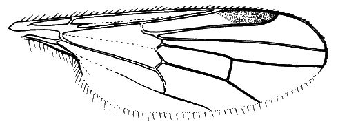 Syndyas nigripes, wing
