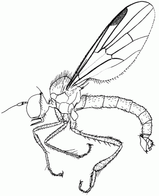 Syndyas ngripes, male in lateral view